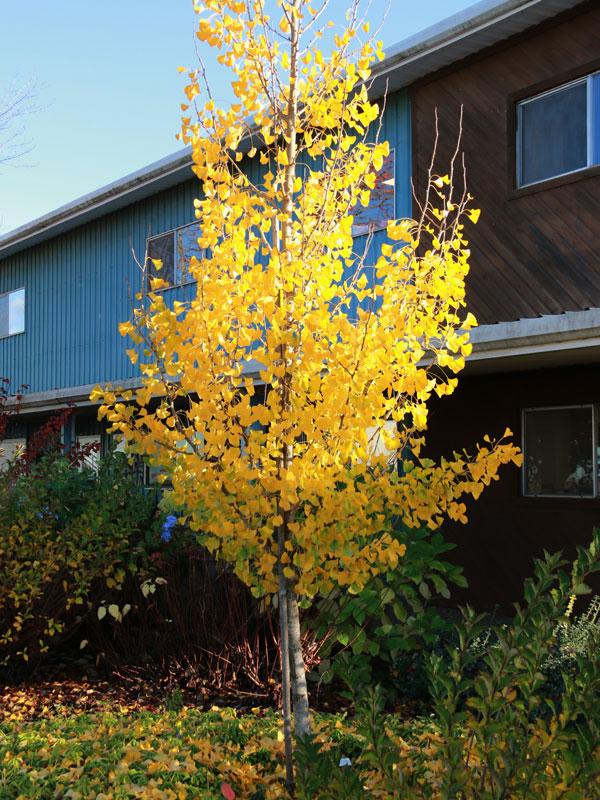 Ginkgo Biloba The President Single Stem - View 6 from www redcrocus com