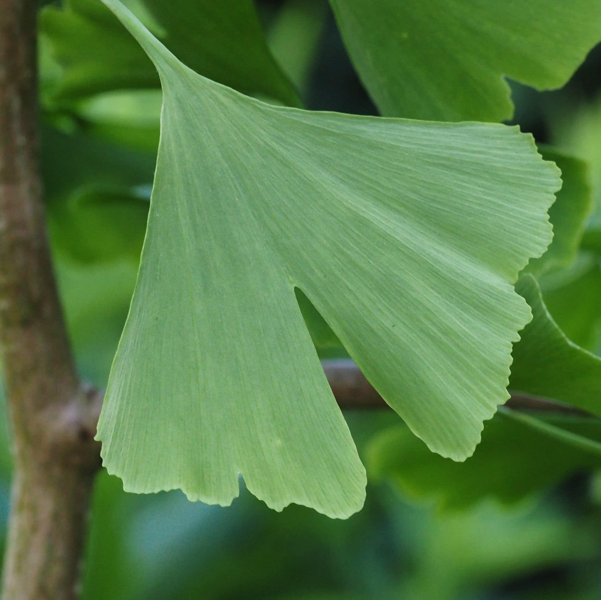 Ginkgo Biloba The President Single Stem - View 8 from www redcrocus com