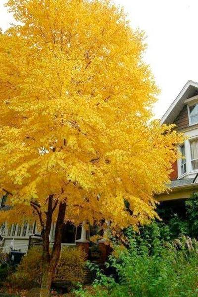 Ginkgo Biloba The President Single Stem - View 9 from www redcrocus com