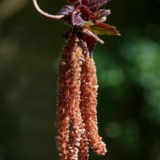 Corylus Avellana Red Dragon - View 11 from www redcrocus com