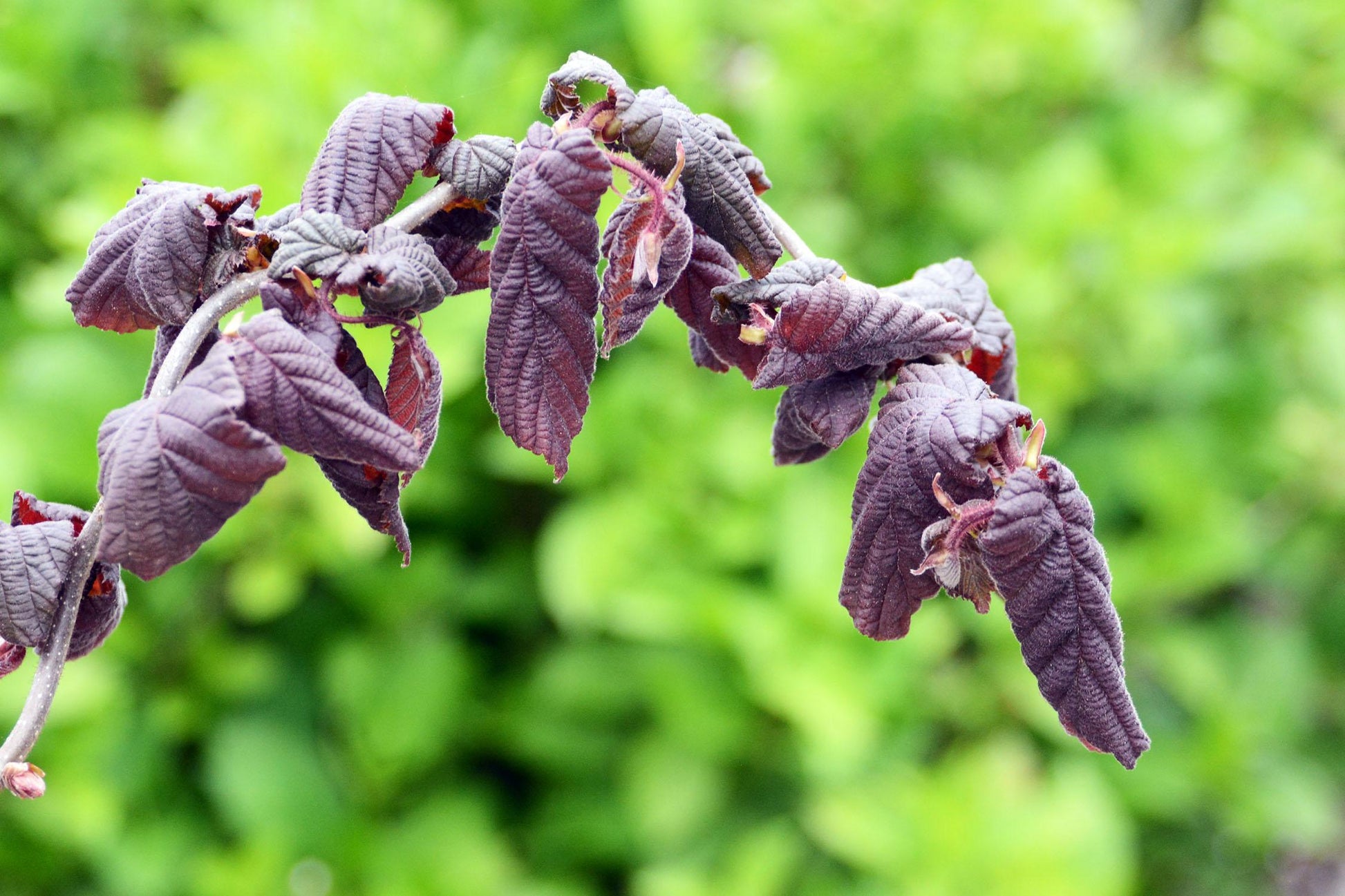 Corylus Avellana Red Dragon - View 4 from www redcrocus com