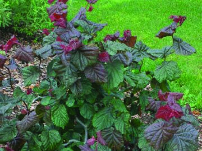 Corylus Avellana Red Dragon - View 9 from www redcrocus com