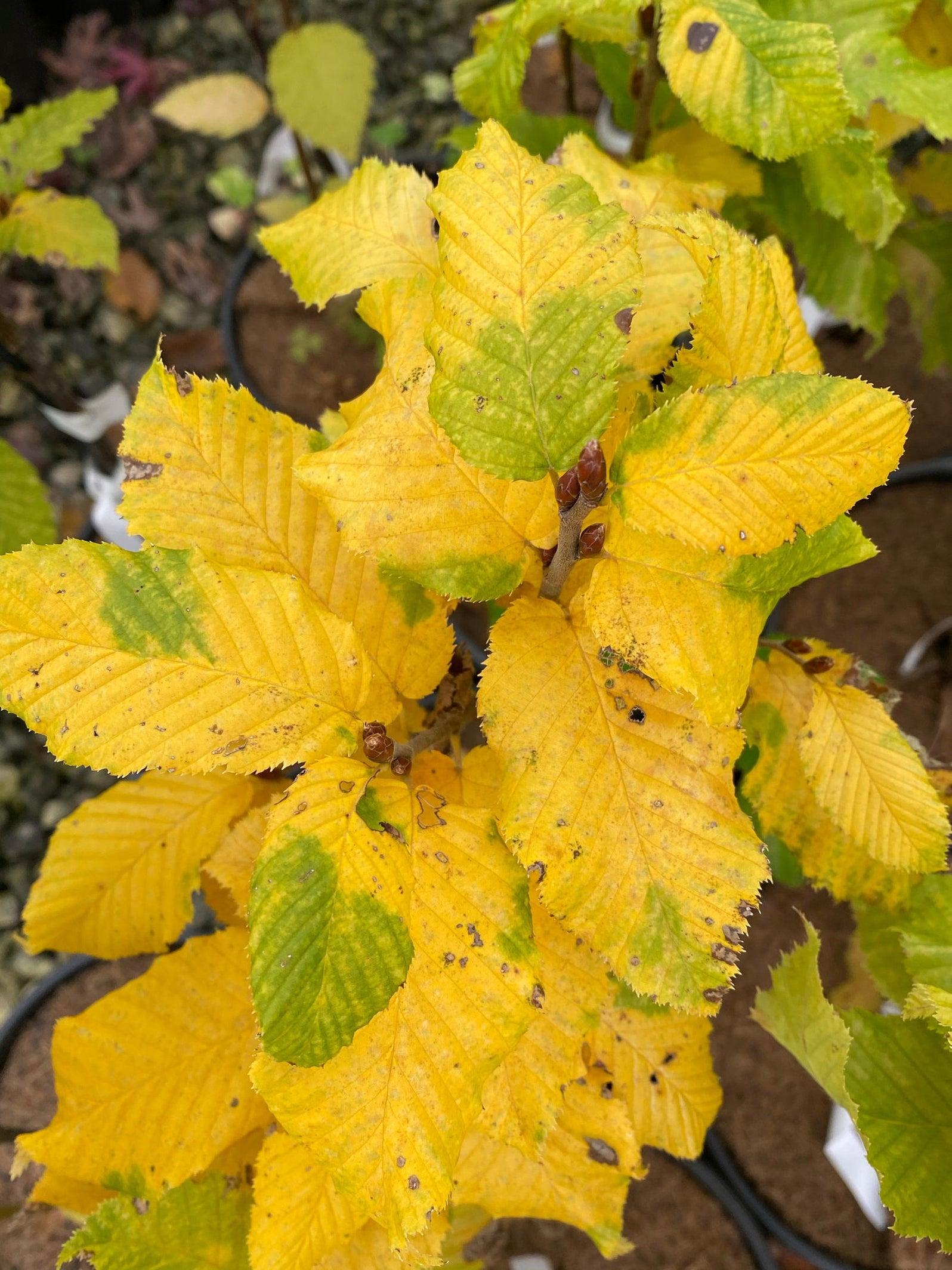 Carpinus Betulus Columnaris Nana Low Branch - View 12 from www redcrocus com