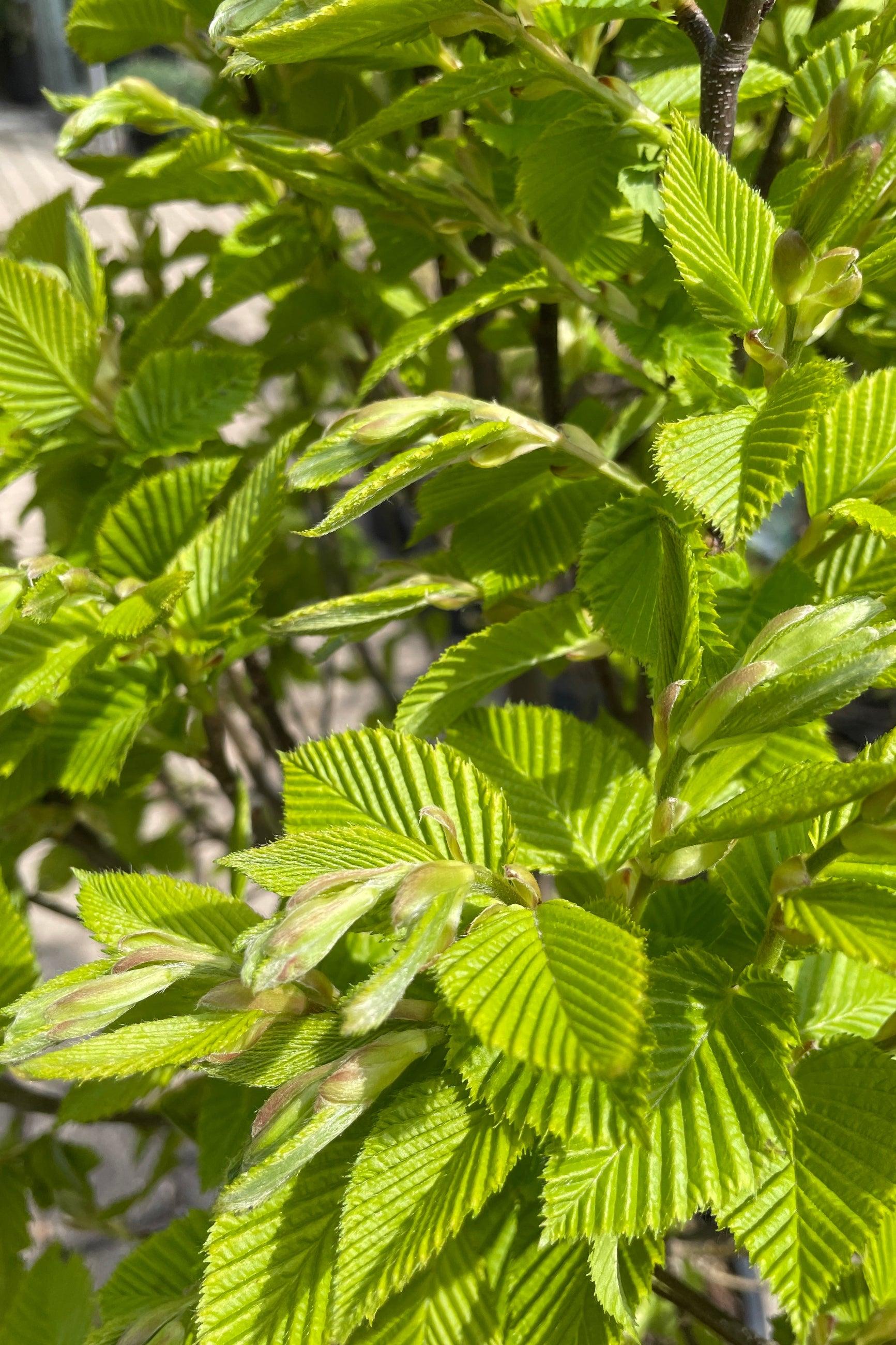 Carpinus Betulus Columnaris Nana Low Branch - View 17 from www redcrocus com