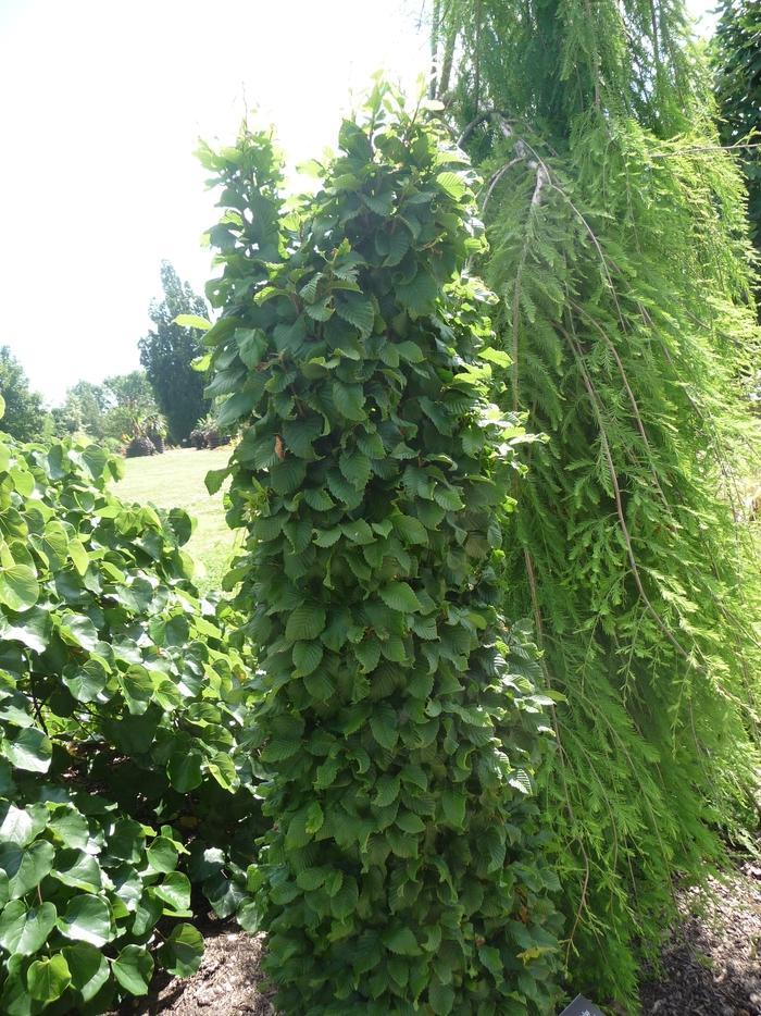 Carpinus Betulus Columnaris Nana Low Branch - View 20 from www redcrocus com