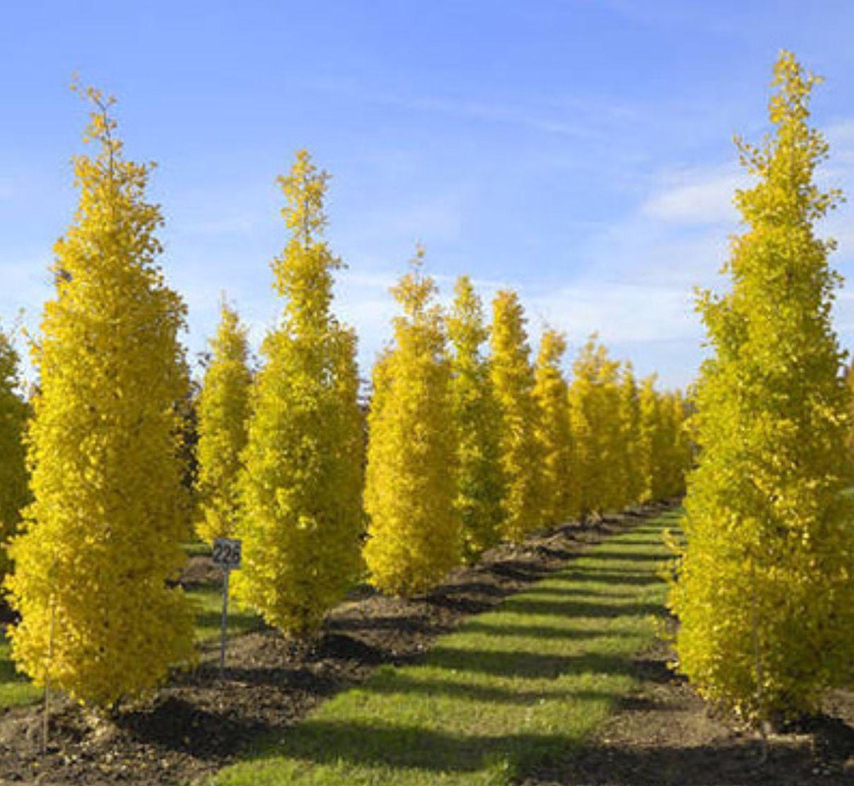 Ginkgo Biloba Columnar Single Stem - View 11 from www redcrocus com