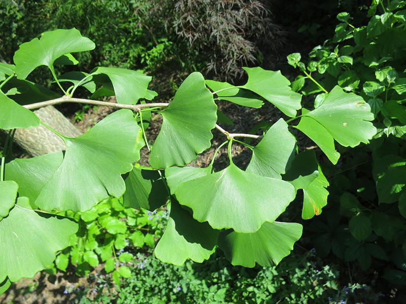 Ginkgo Biloba Columnar Single Stem - View 13 from www redcrocus com