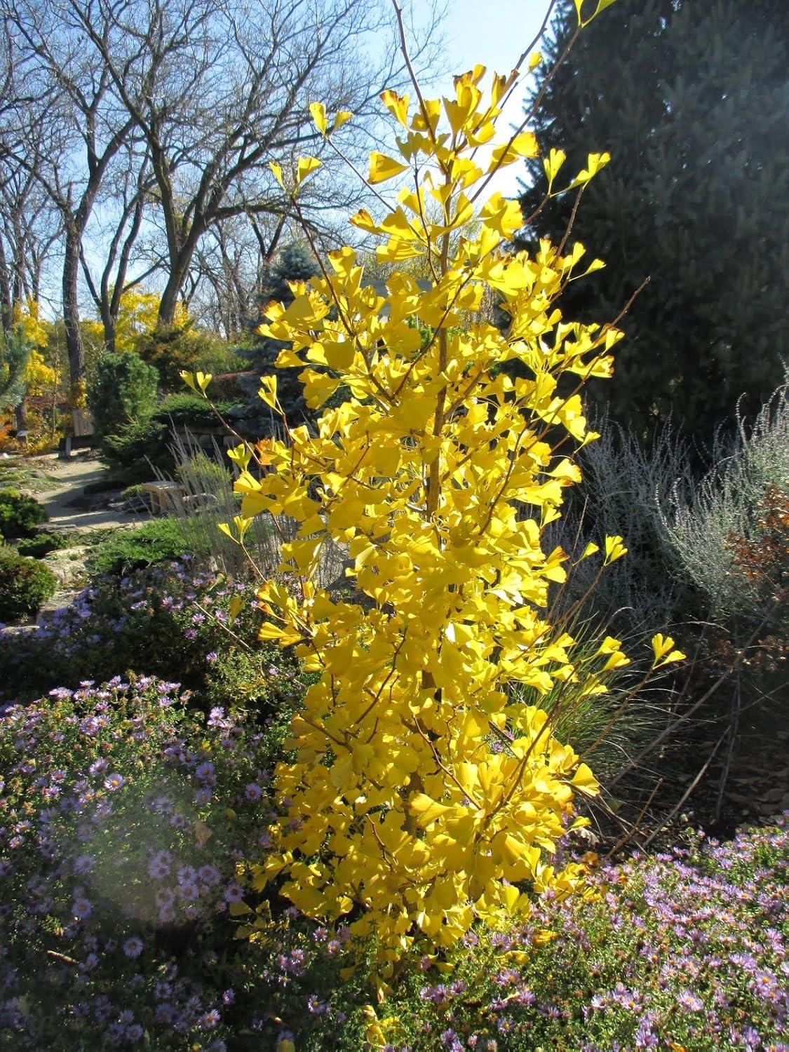 Ginkgo Biloba Columnar Single Stem - View 14 from www redcrocus com