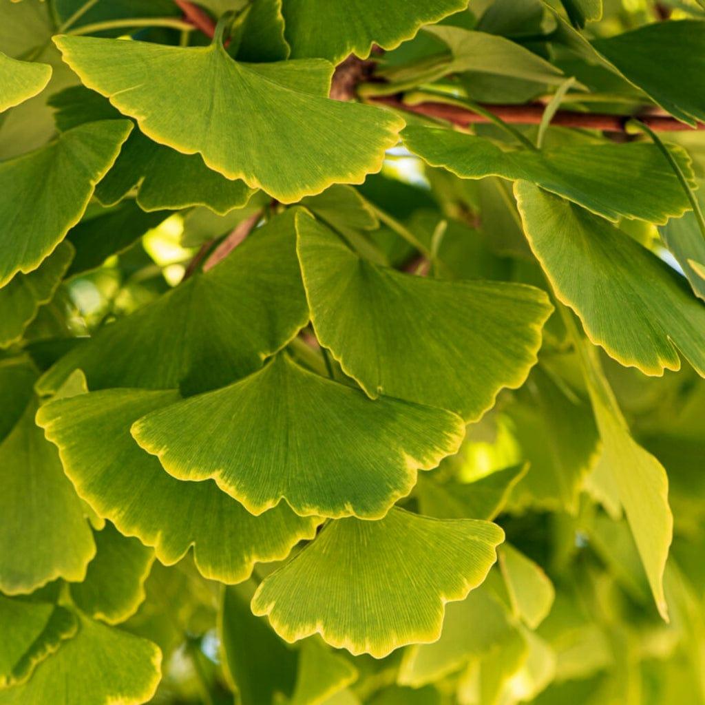Ginkgo Biloba Columnar Single Stem - View 17 from www redcrocus com