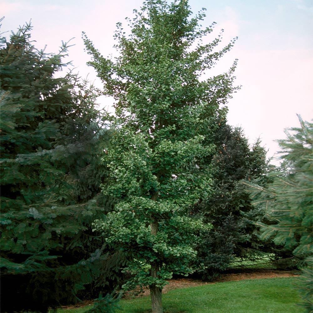 Ginkgo Biloba Columnar Single Stem - View 18 from www redcrocus com