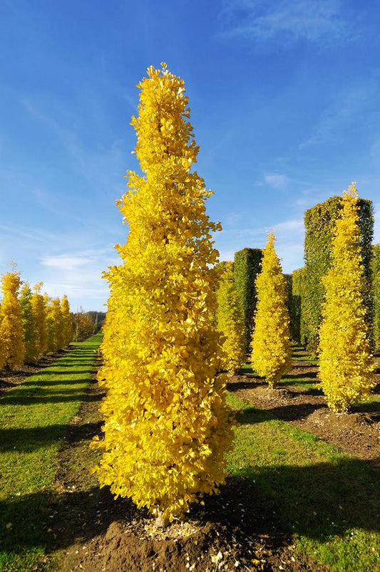 Ginkgo Biloba Columnar Single Stem - View 1 from www redcrocus com