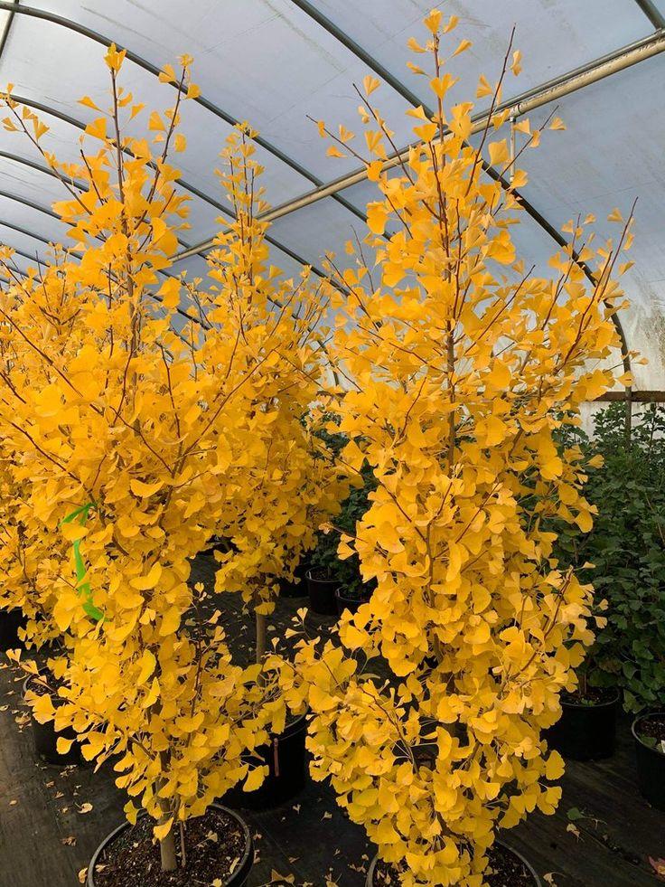 Ginkgo Biloba Columnar Single Stem - View 4 from www redcrocus com