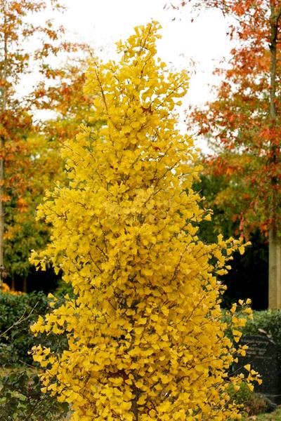 Ginkgo Biloba Columnar Single Stem - View 5 from www redcrocus com