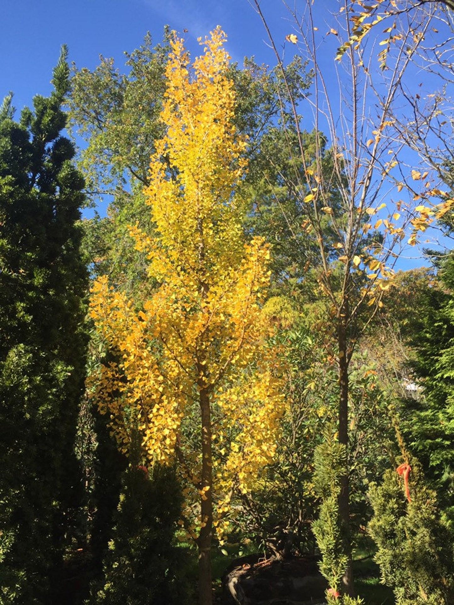 Ginkgo Biloba Columnar Single Stem - View 8 from www redcrocus com