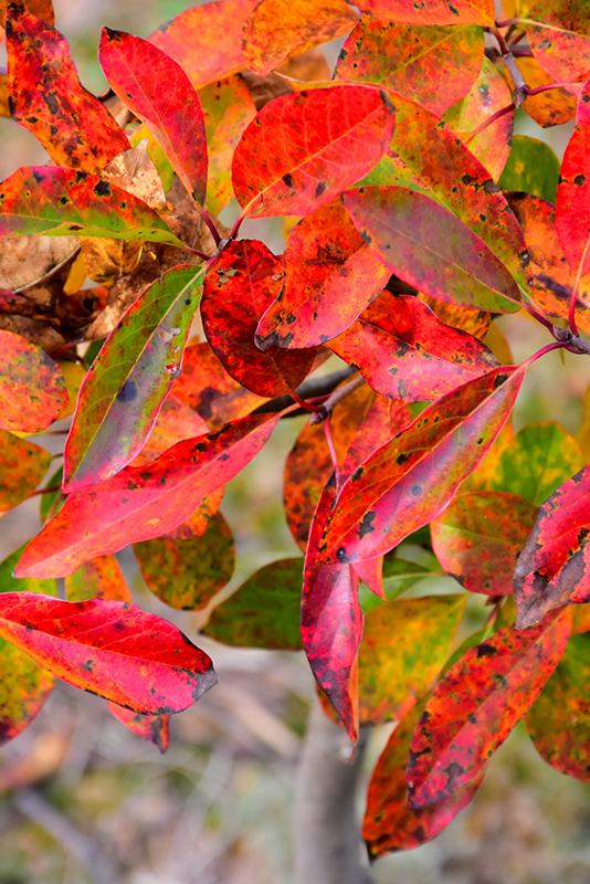 Nyssa Sylvatica Tupelo Tower - View 11 from www redcrocus com