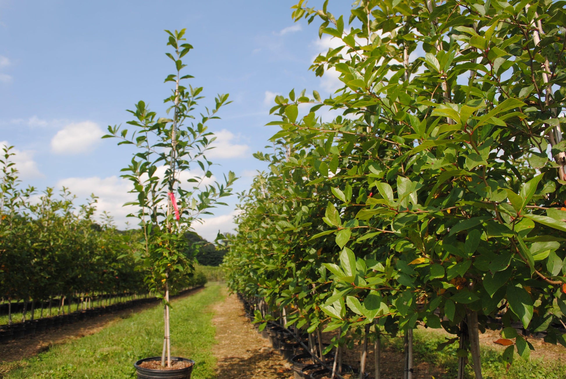 Nyssa Sylvatica Tupelo Tower - View 13 from www redcrocus com