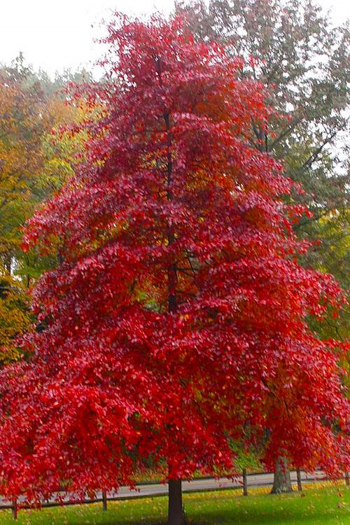 Nyssa Sylvatica Tupelo Tower - View 14 from www redcrocus com