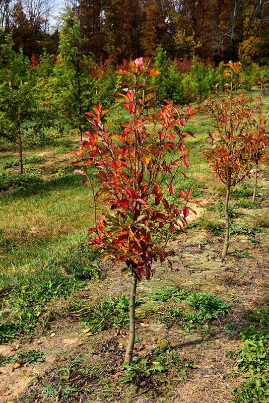 Nyssa Sylvatica Tupelo Tower - View 2 from www redcrocus com