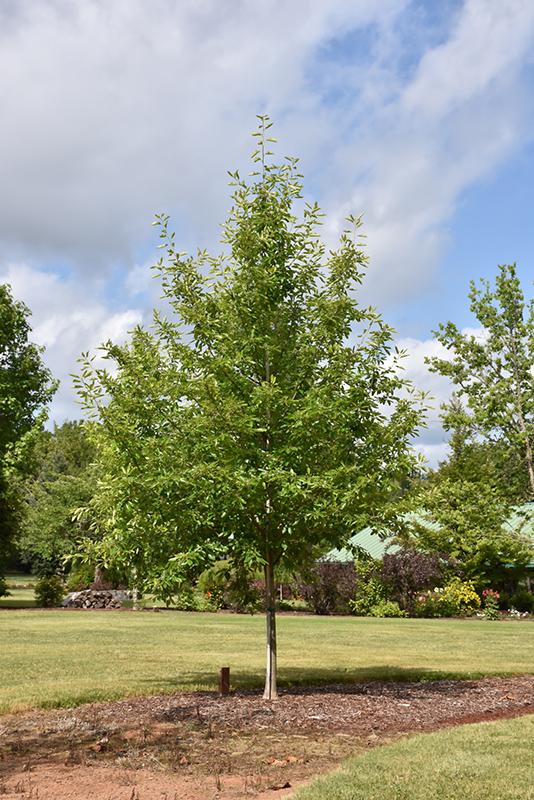 Nyssa Sylvatica Tupelo Tower - View 4 from www redcrocus com