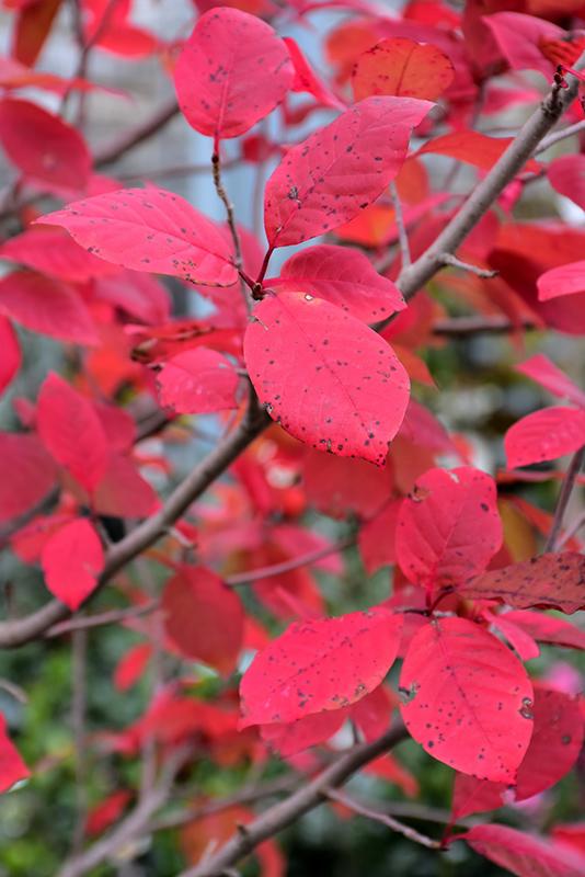 Nyssa Sylvatica Tupelo Tower - View 5 from www redcrocus com