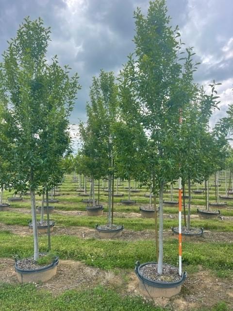 Nyssa Sylvatica Tupelo Tower - View 6 from www redcrocus com