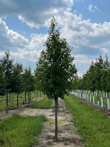 Nyssa Sylvatica Tupelo Tower - View 7 from www redcrocus com