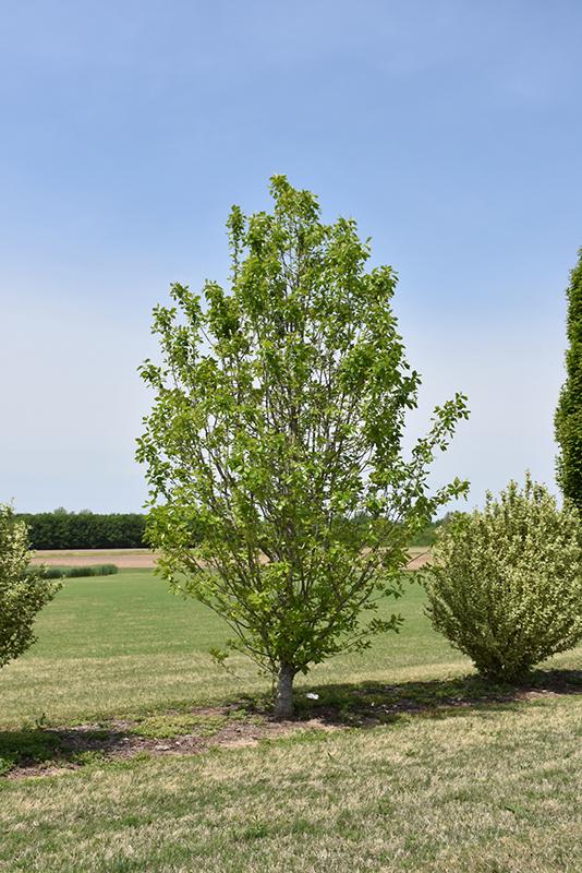 Nyssa Sylvatica Tupelo Tower - View 8 from www redcrocus com