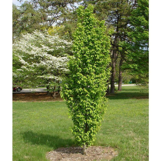 Carpinus Betulus Columnaris Nana Low Branch - View 10 from www redcrocus com
