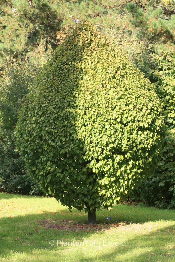 Carpinus Betulus Columnaris Nana Low Branch - View 9 from www redcrocus com