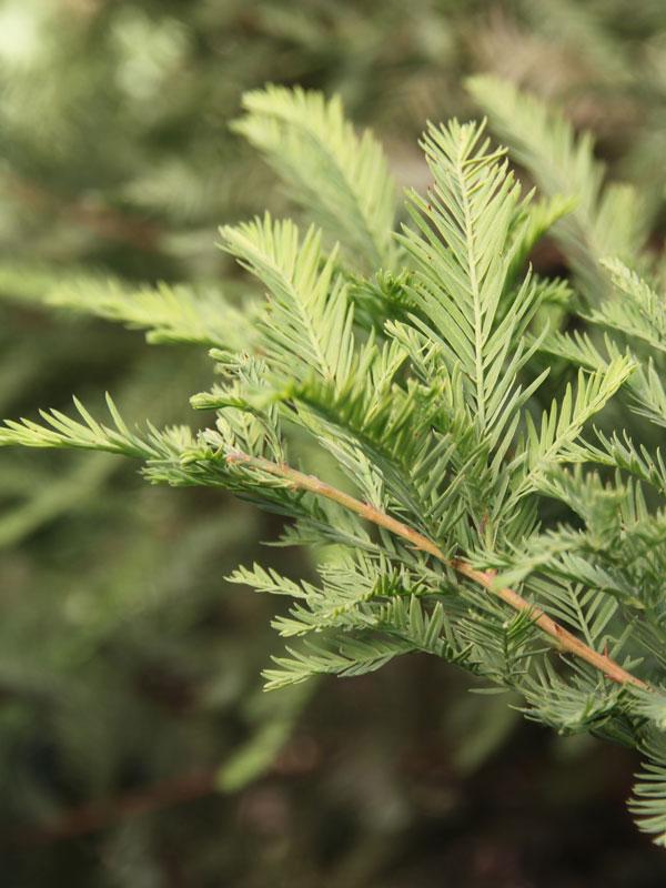 Taxodium Distichum Green Whisper - View 12 from www redcrocus com