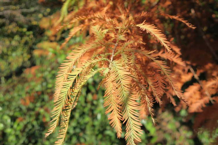 Taxodium Distichum Green Whisper - View 16 from www redcrocus com