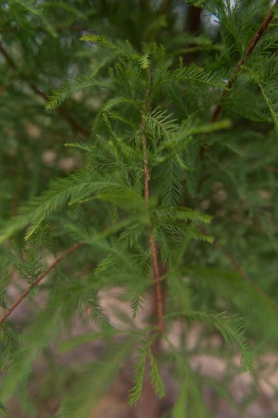 Taxodium Distichum Green Whisper - View 18 from www redcrocus com