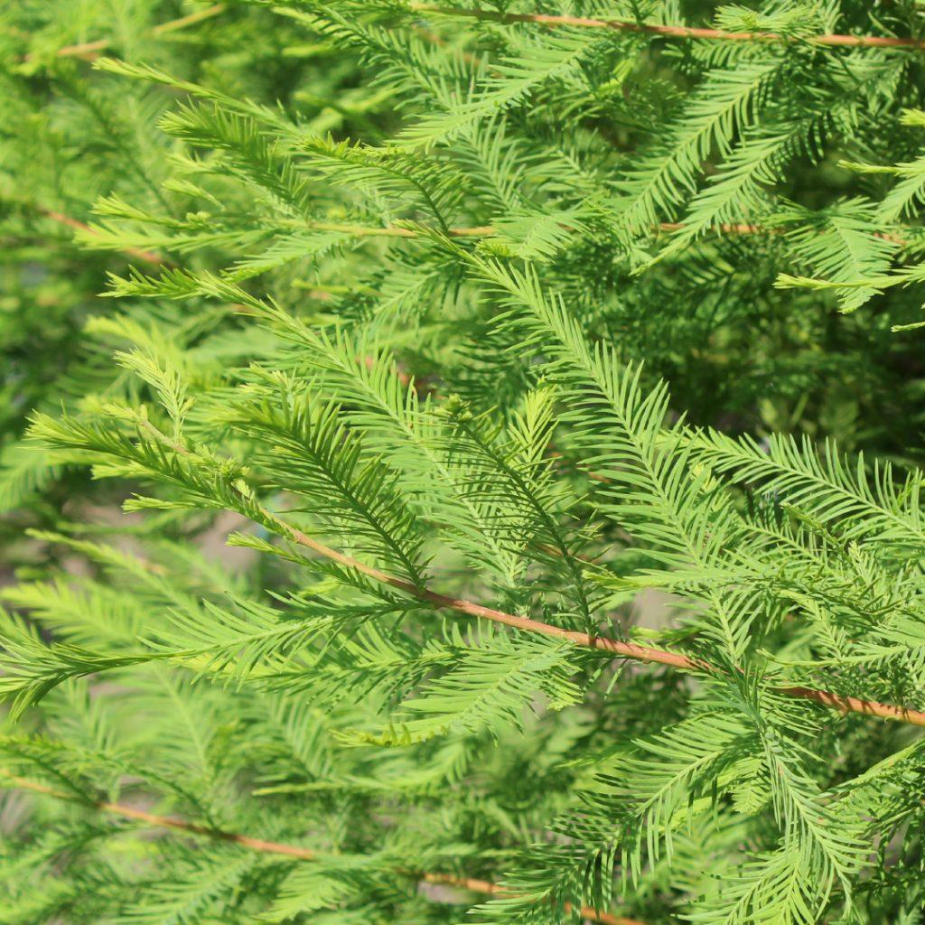 Taxodium Distichum Green Whisper - View 3 from www redcrocus com