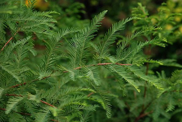 Taxodium Distichum Green Whisper - View 6 from www redcrocus com