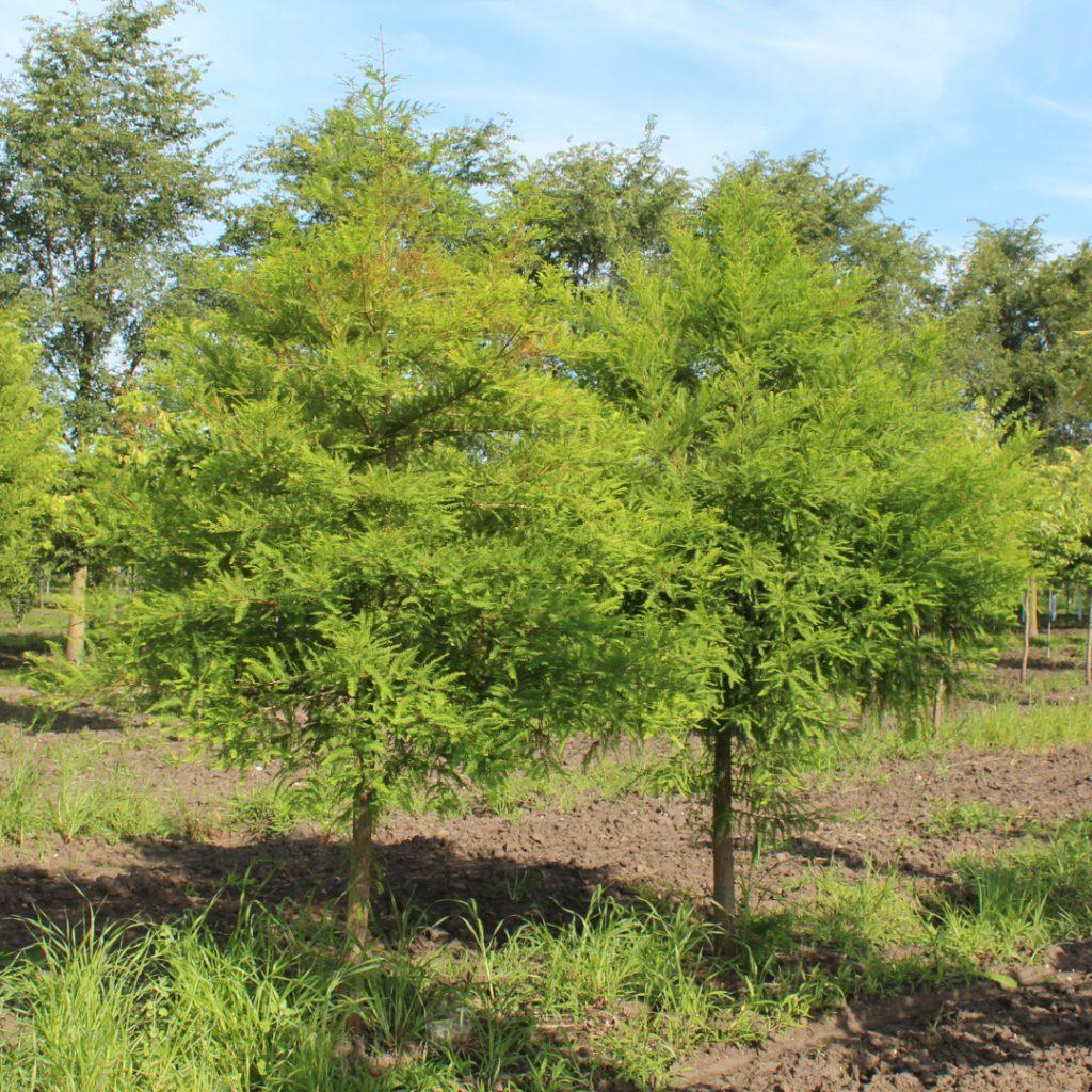 Taxodium Distichum Green Whisper - View 7 from www redcrocus com