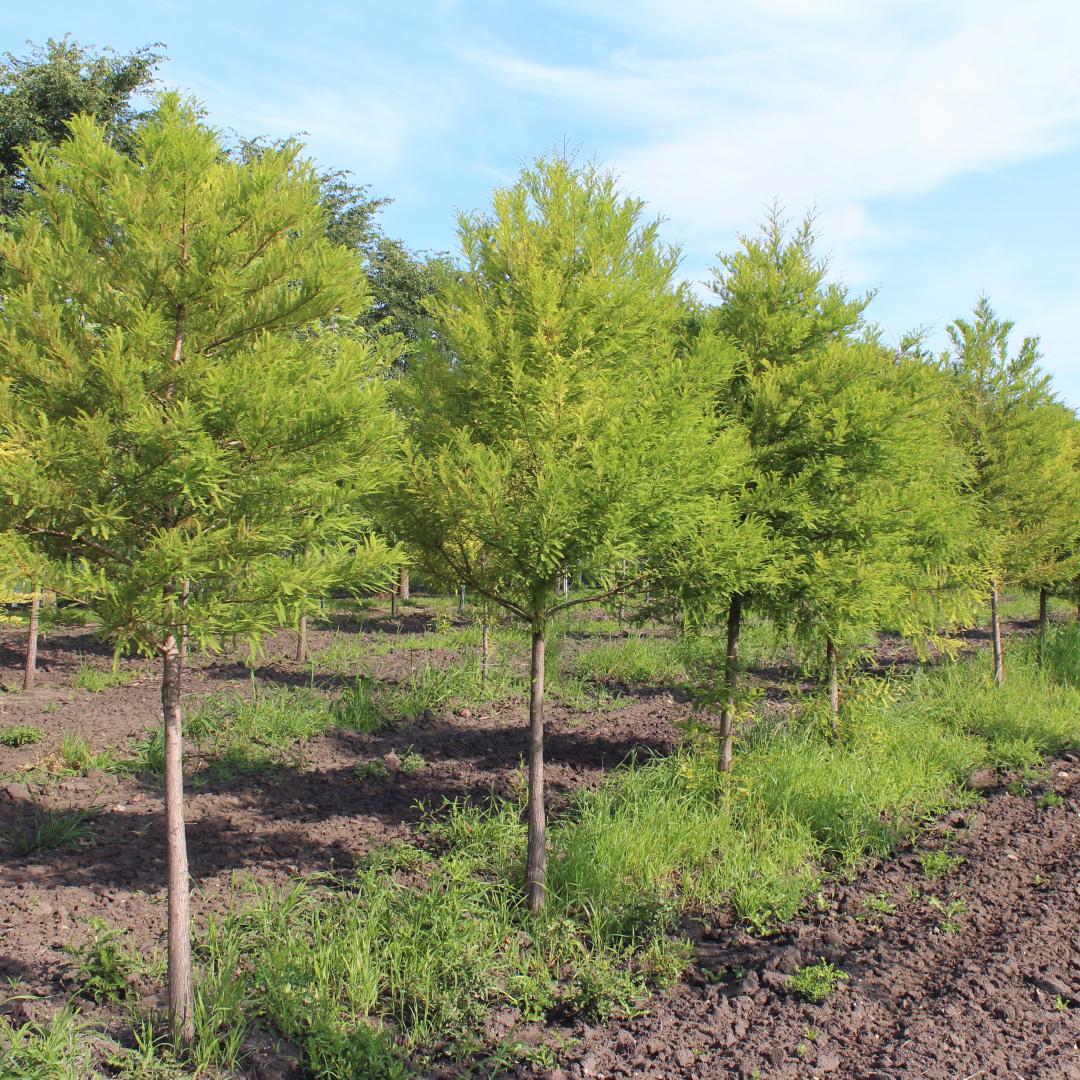 Taxodium Distichum Green Whisper - View 8 from www redcrocus com