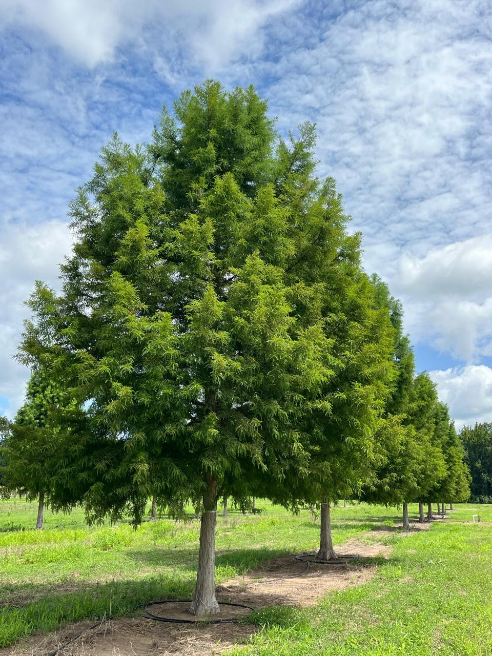Taxodium Distichum Green Whisper - View 9 from www redcrocus com