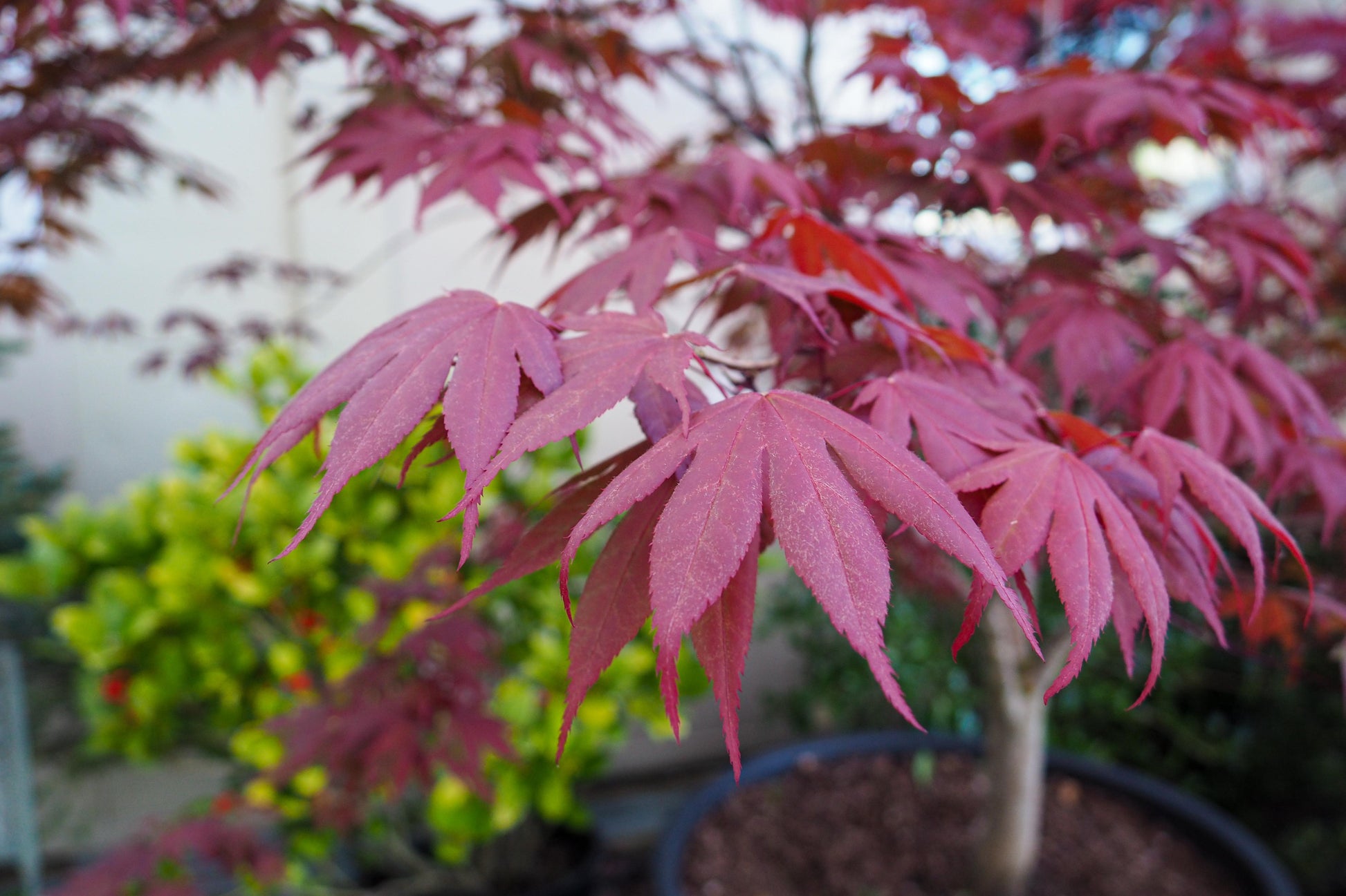 Acer Palmatum Bloodgood Single Stem - View 4 from www redcrocus com