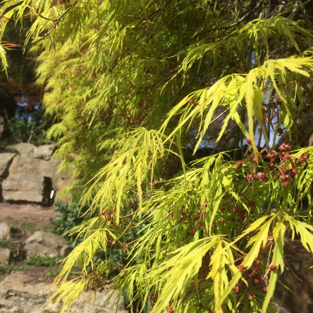 Acer Palmatum Dissectum Waterfall - View 11 from www redcrocus com
