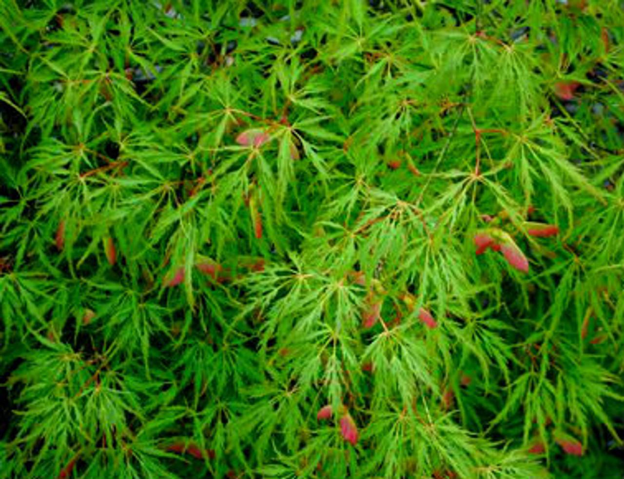 Acer Palmatum Dissectum Waterfall - View 13 from www redcrocus com