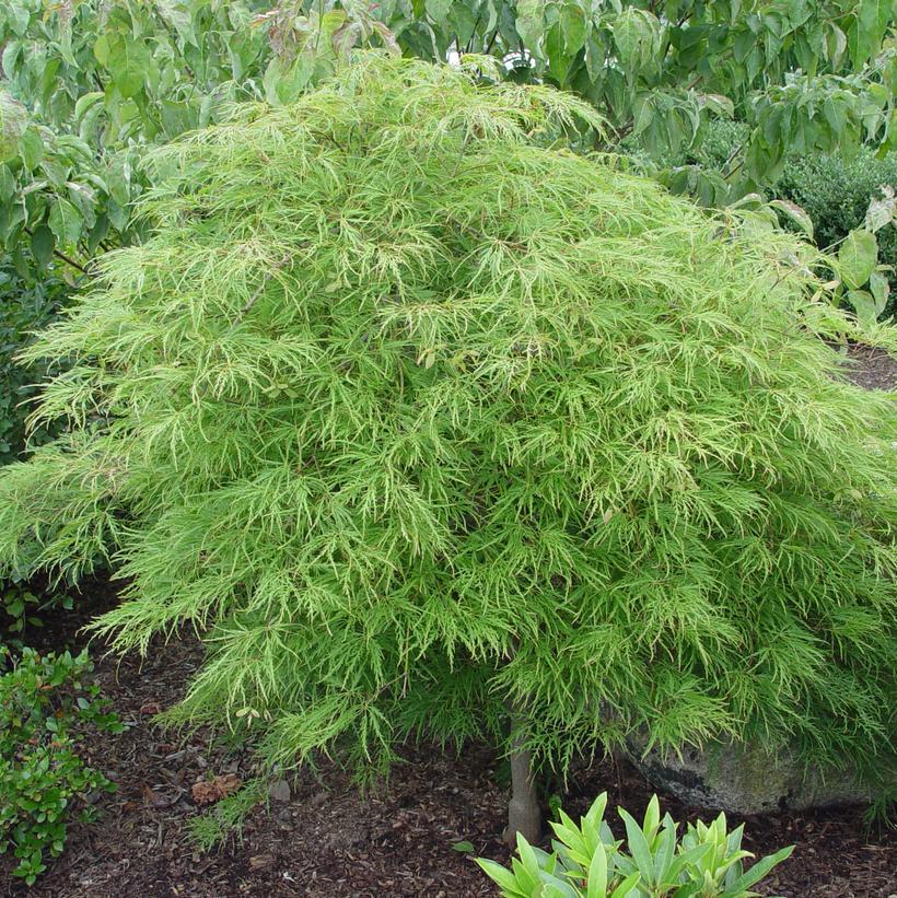 Acer Palmatum Dissectum Waterfall - View 14 from www redcrocus com