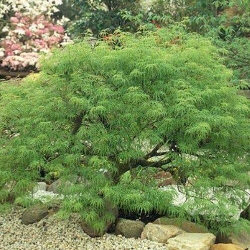 Acer Palmatum Dissectum Waterfall - View 16 from www redcrocus com