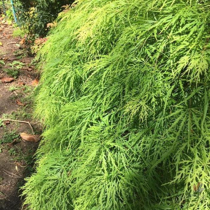 Acer Palmatum Dissectum Waterfall - View 17 from www redcrocus com