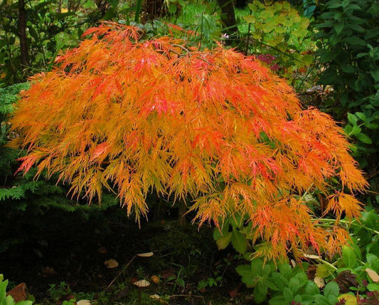 Acer Palmatum Dissectum Waterfall - View 1 from www redcrocus com