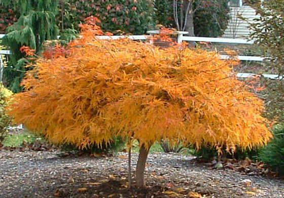 Acer Palmatum Dissectum Waterfall - View 20 from www redcrocus com