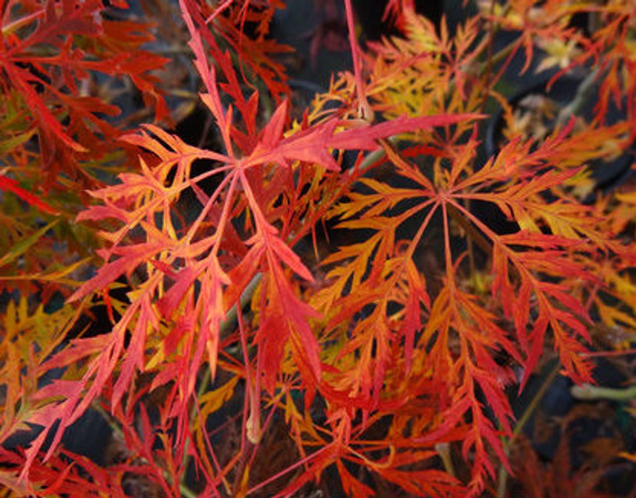 Acer Palmatum Dissectum Waterfall - View 2 from www redcrocus com