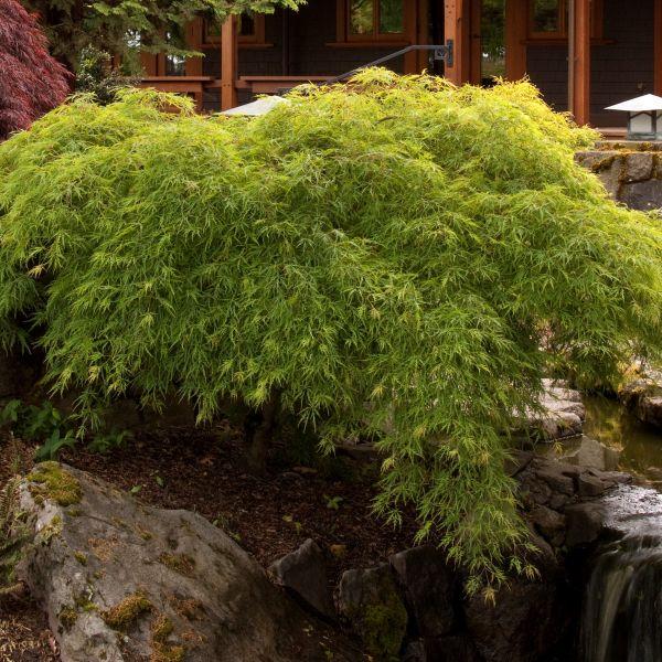 Acer Palmatum Dissectum Waterfall - View 4 from www redcrocus com