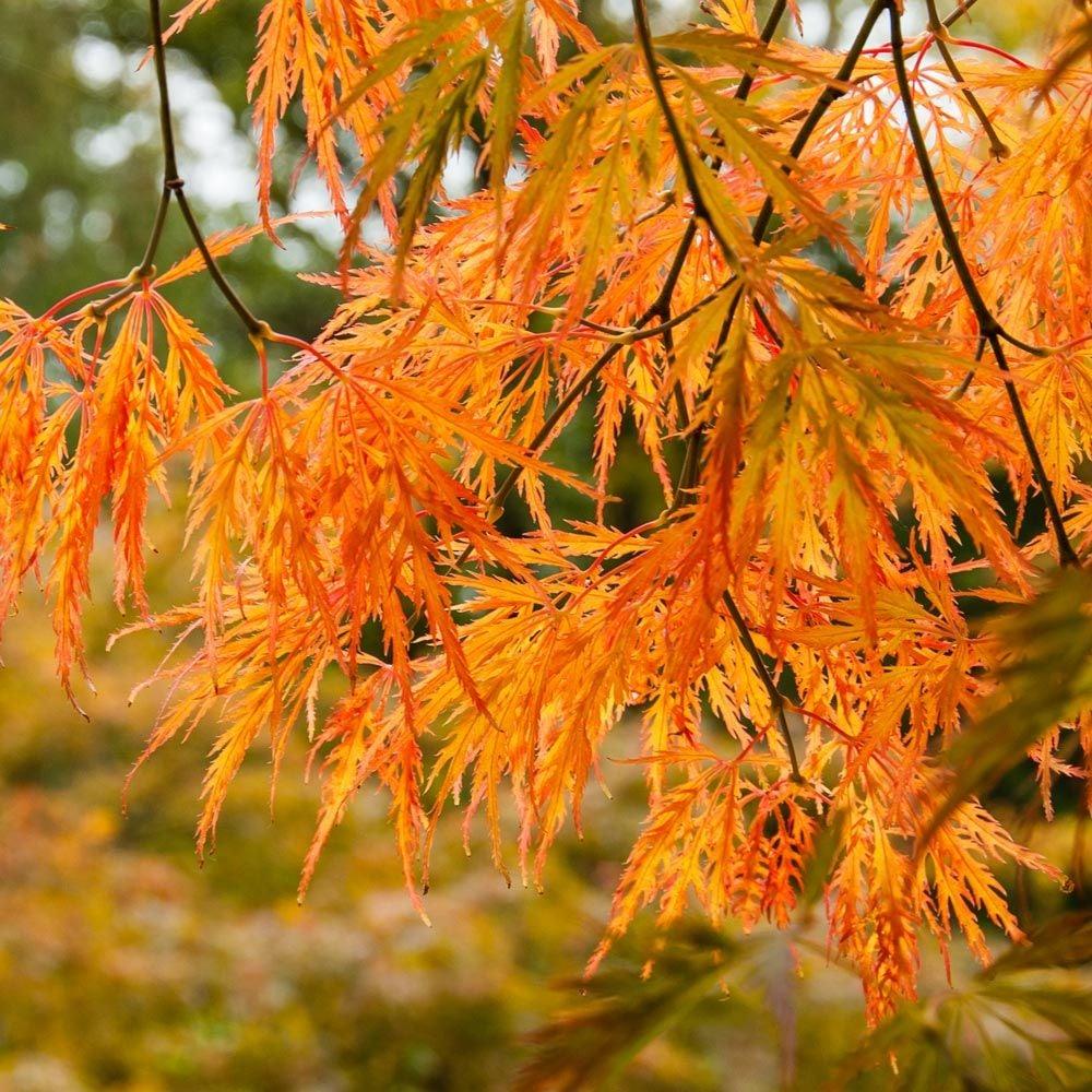Acer Palmatum Dissectum Waterfall - View 5 from www redcrocus com
