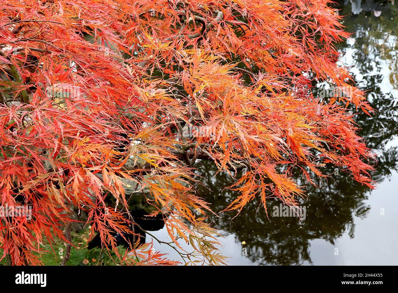 Acer Palmatum Dissectum Waterfall - View 6 from www redcrocus com