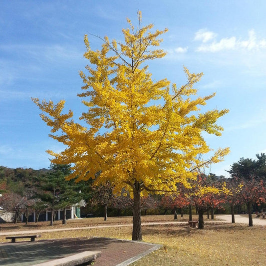 Ginkgo Biloba The President Single Stem - View 10 from www redcrocus com